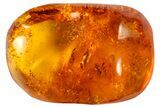Fossil Fly (Diptera) In Baltic Amber #72187-1